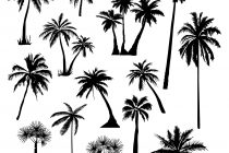 210x140 Tag Palm Tree Drawing Png - Palm Tree Drawing Png