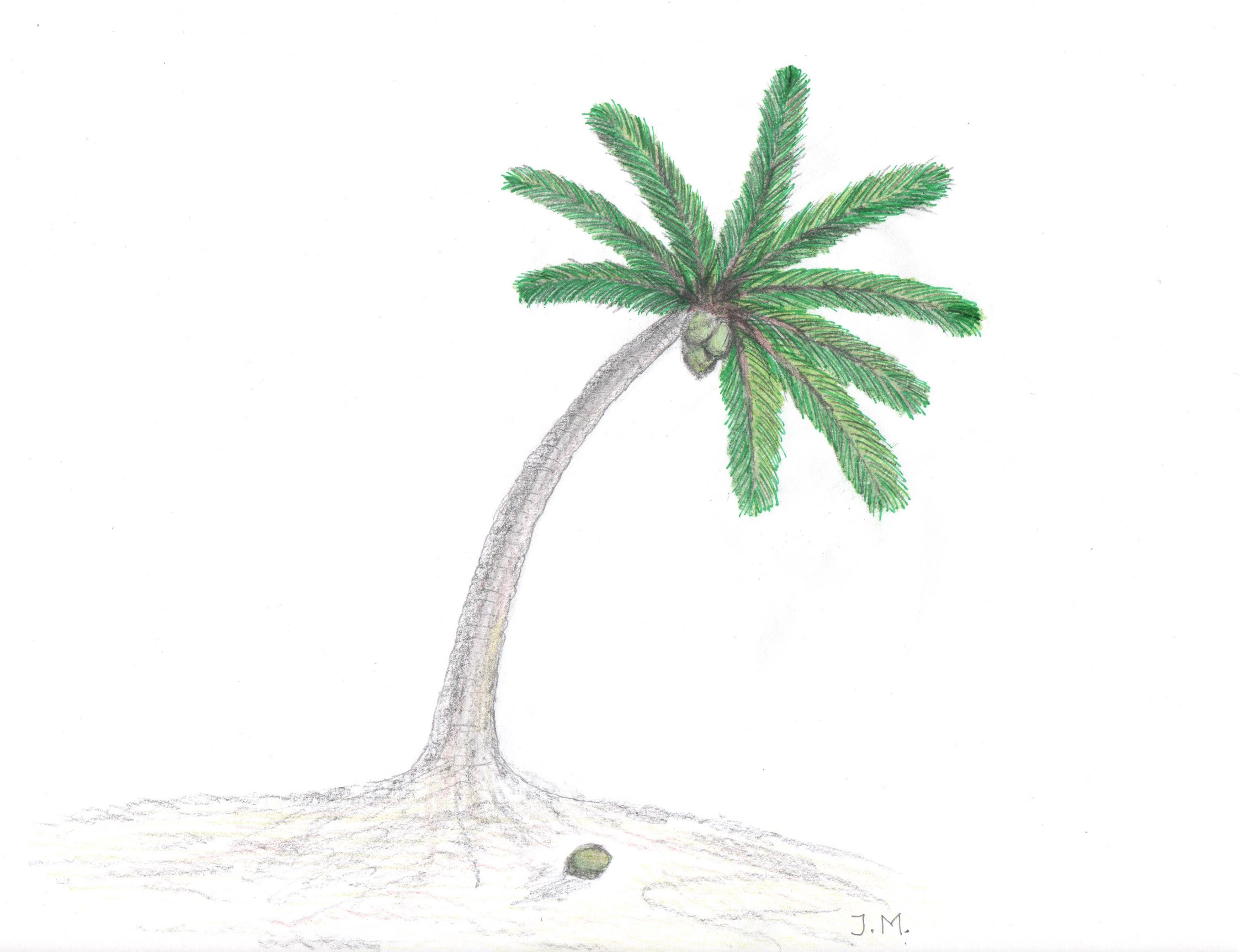 3000x2301 How To Draw A Palm Tree Step - Palm Tree Drawing Step By Step