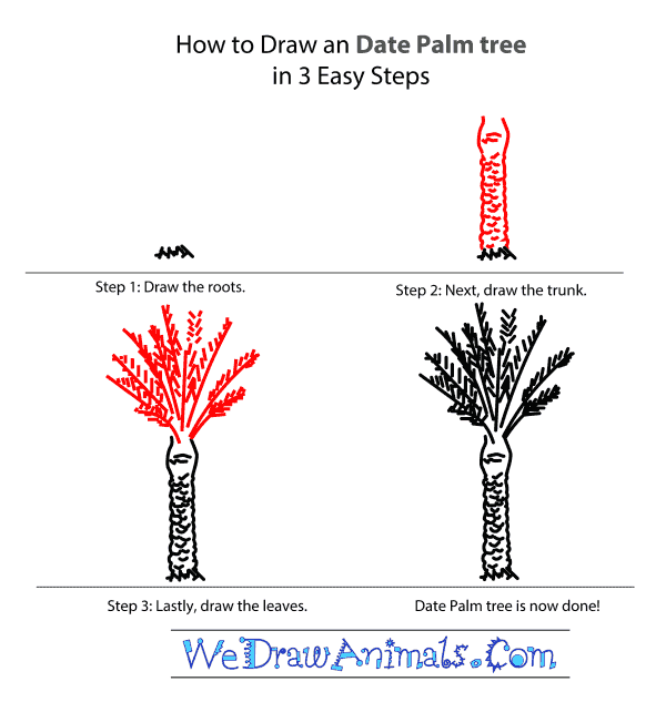 600x633 How To Draw A Date Palm Tree - Palm Tree Drawing Step By Step