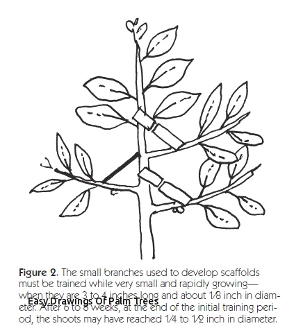 423x483 palm tree drawing easy easy drawings palm trees planting trees - Palm Tree Drawing Step By Step