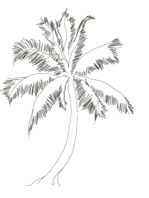 600x800 palm trees drawings how to draw a coconut tree in easy steps palm - Palm Tree Drawing Step By Step