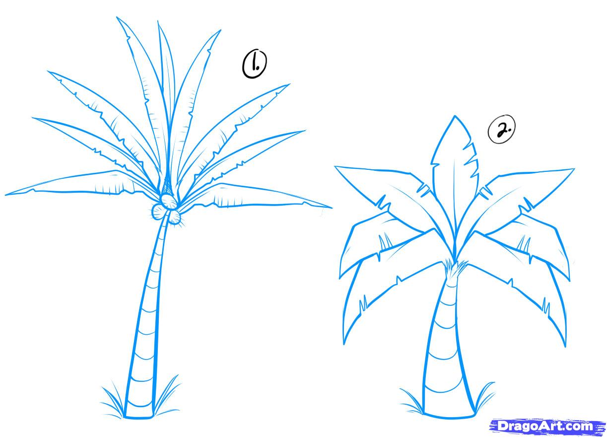 1223x882 How To Draw Palm Trees, Step - Palm Tree Drawing Steps