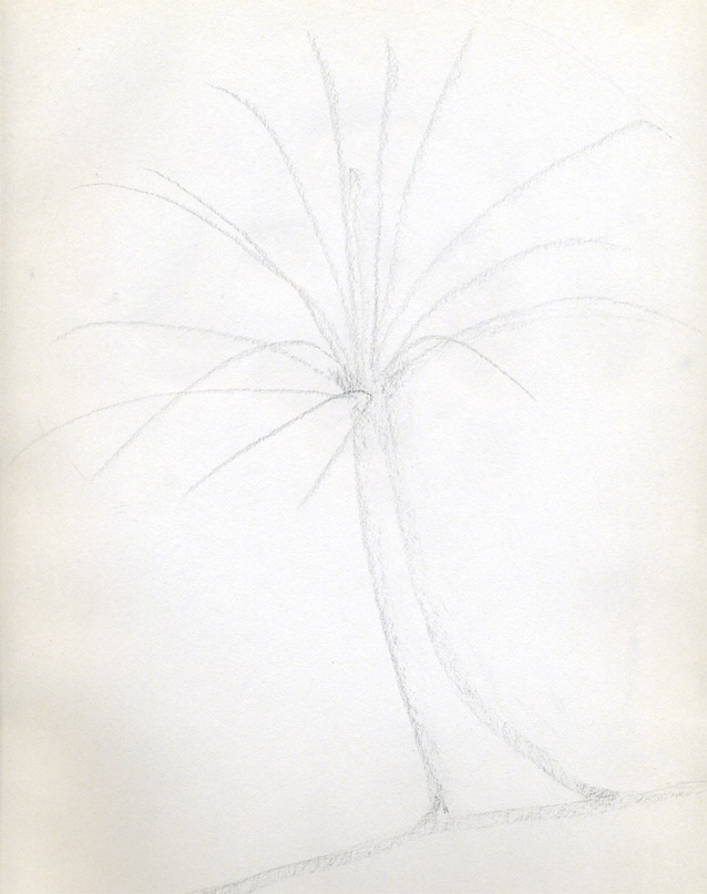 638x807 How To Draw Palm Trees - Palm Tree Drawing Steps