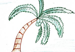 300x210 Palm Tree Drawing Step - Palm Tree Drawing Steps