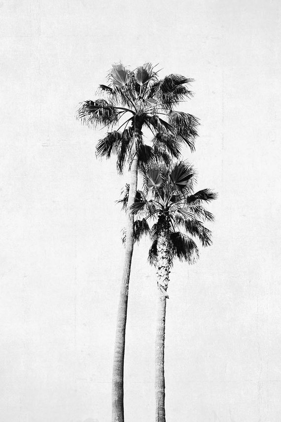 570x854 Palm Tree Drawing Tumblr - Palm Tree Drawing Tumblr