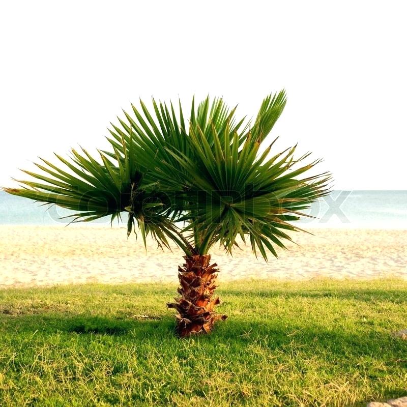 800x800 Palm Tree Isolated On White Background Little Drawing Tumblr - Palm Tree Drawing Tumblr