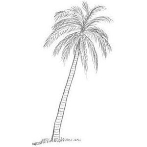 300x300 Palm Trees Drawing Tumblr Enews - Palm Tree Drawing Tumblr
