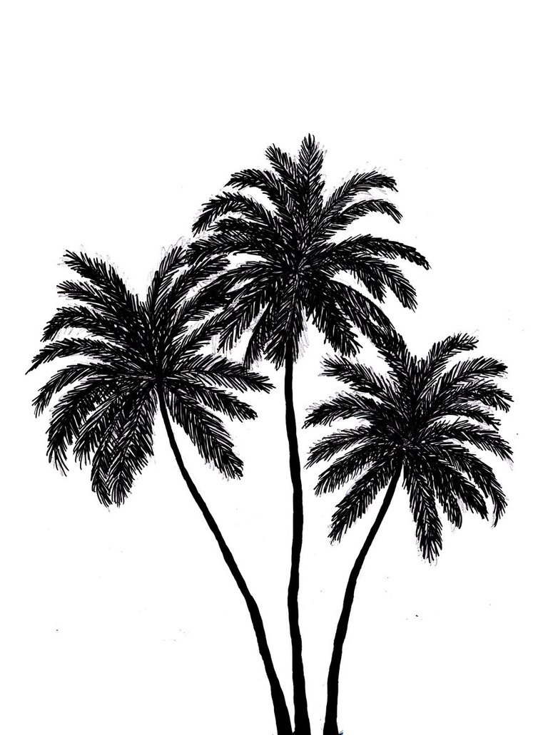 Tumblr Tree Drawing Palm - Palm Tree Drawing Tumblr. 