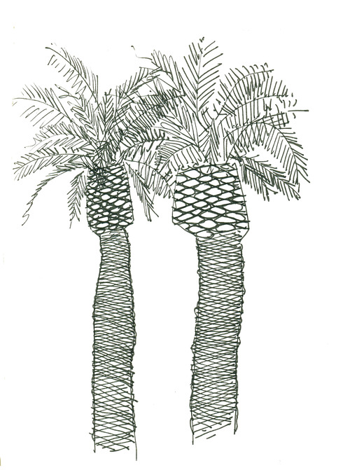 500x671 Tumblr - Palm Tree Drawing Tumblr