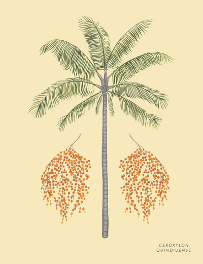 400x518 wax palm tree tumblr - Palm Tree Drawing Tumblr