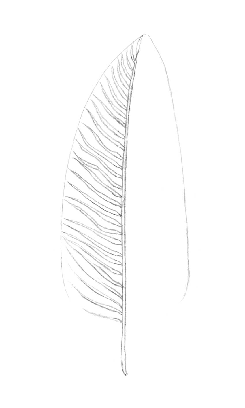 850x1417 How To Draw A Palm Tree - Palm Tree Leaf Drawing