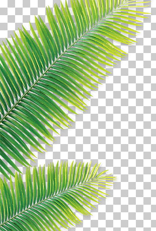 Palm Tree Leaf Drawing At Paintingvalley Com Explore Collection