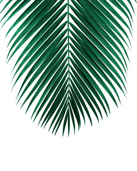 480x600 palm trees patterns palm trees pattern beach desktop wallpaper - Palm Tree Leaf Drawing