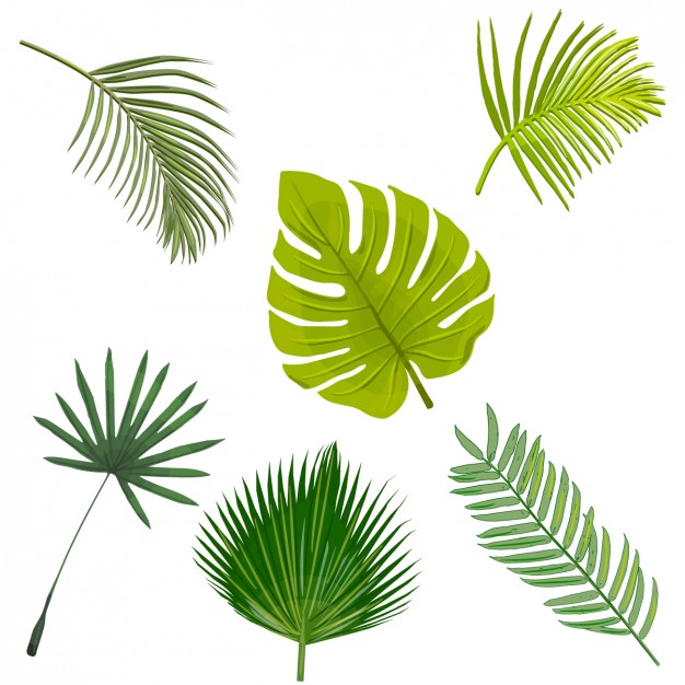 626x626 Palm Tree Leaves Collection Vector Free Download - Palm Tree Leaf Drawing