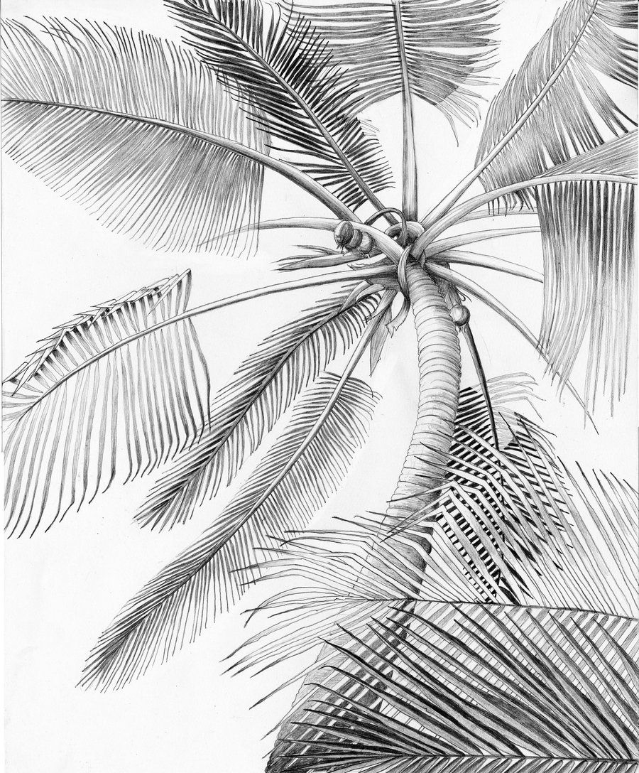 900x1088 The Palm Tree - Palm Tree Leaf Drawing