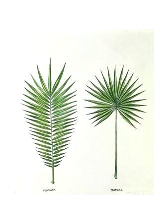 338x450 palm tree leaves best house decor - Palm Tree Leaf Drawing