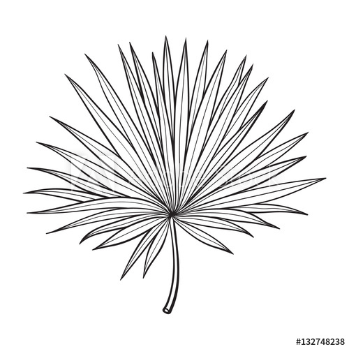 500x500 full fresh fan shaped leaf of palmetto tree, sketch style vector - Palm Tree Leaf Drawing