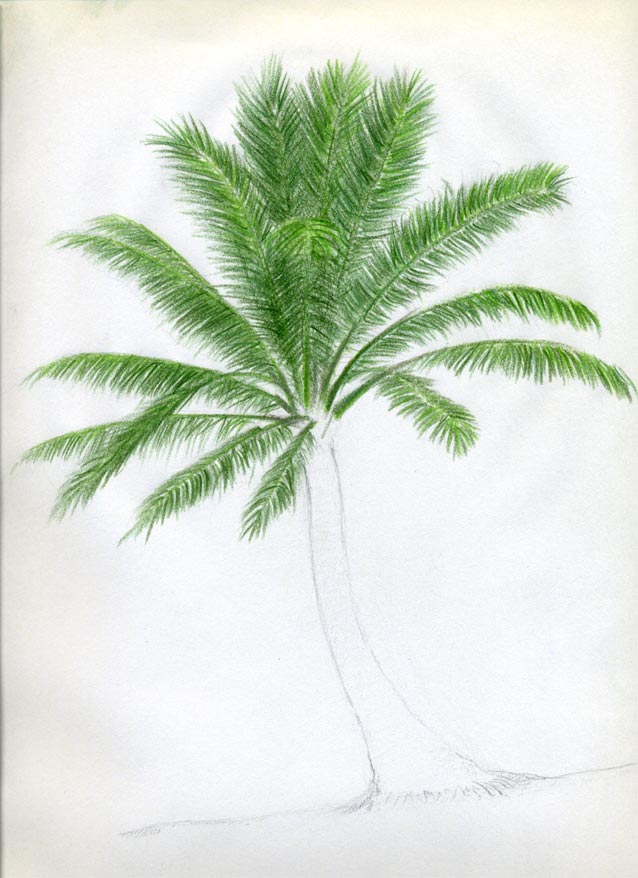 638x878 How To Draw Palm Trees - Palm Tree Leaf Drawing