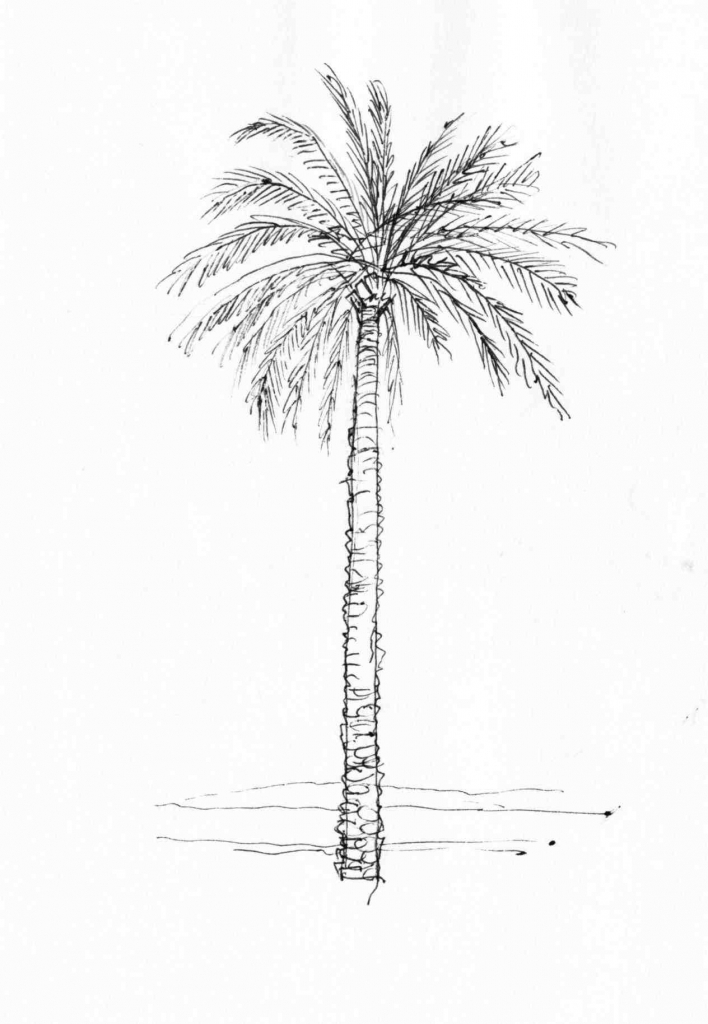708x1024 How To Draw Rounded Palm Tree Leaves - Palm Tree Leaves Drawing