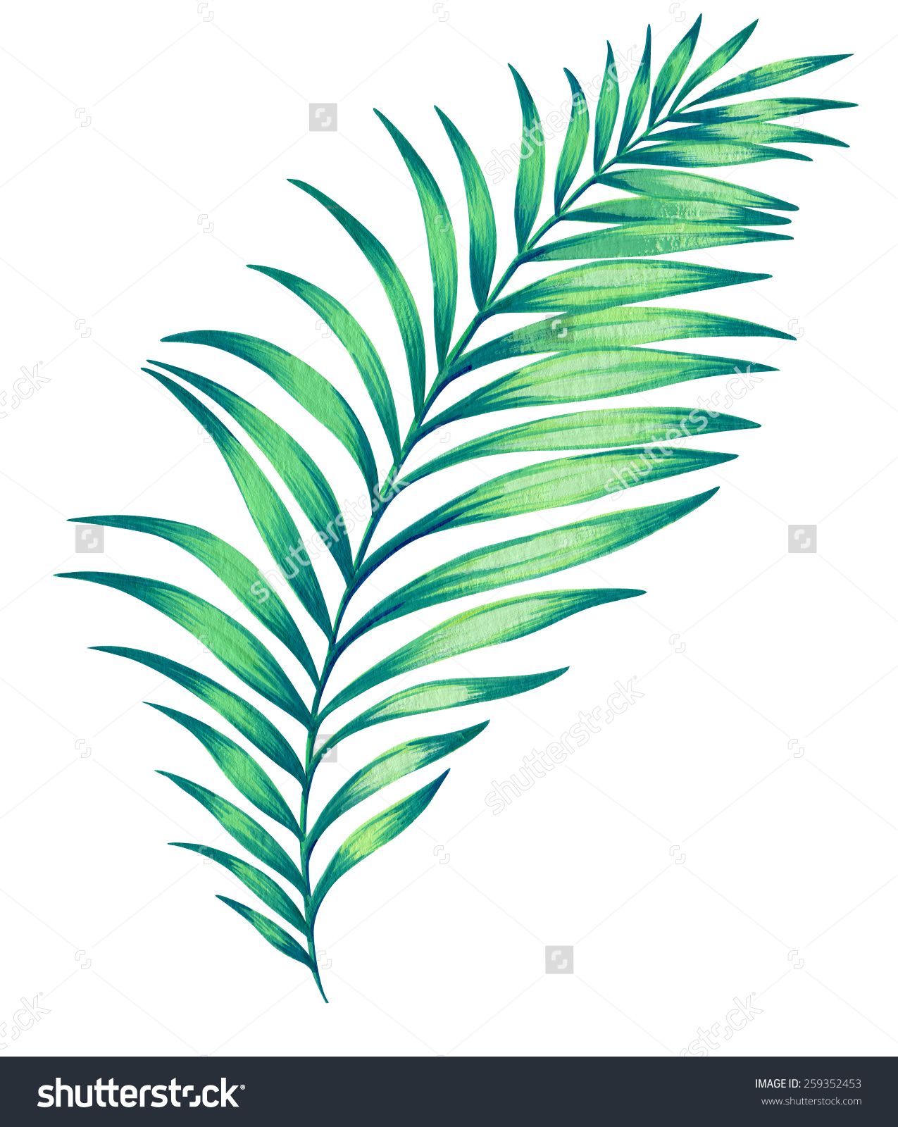 1275x1600 Large Illustrated Palm Leaf Hand Drawn Illustration, Isolated - Palm Tree Leaves Drawing