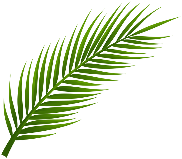 618x539 Leaves In Palm Tree Clip Art - Palm Tree Leaves Drawing