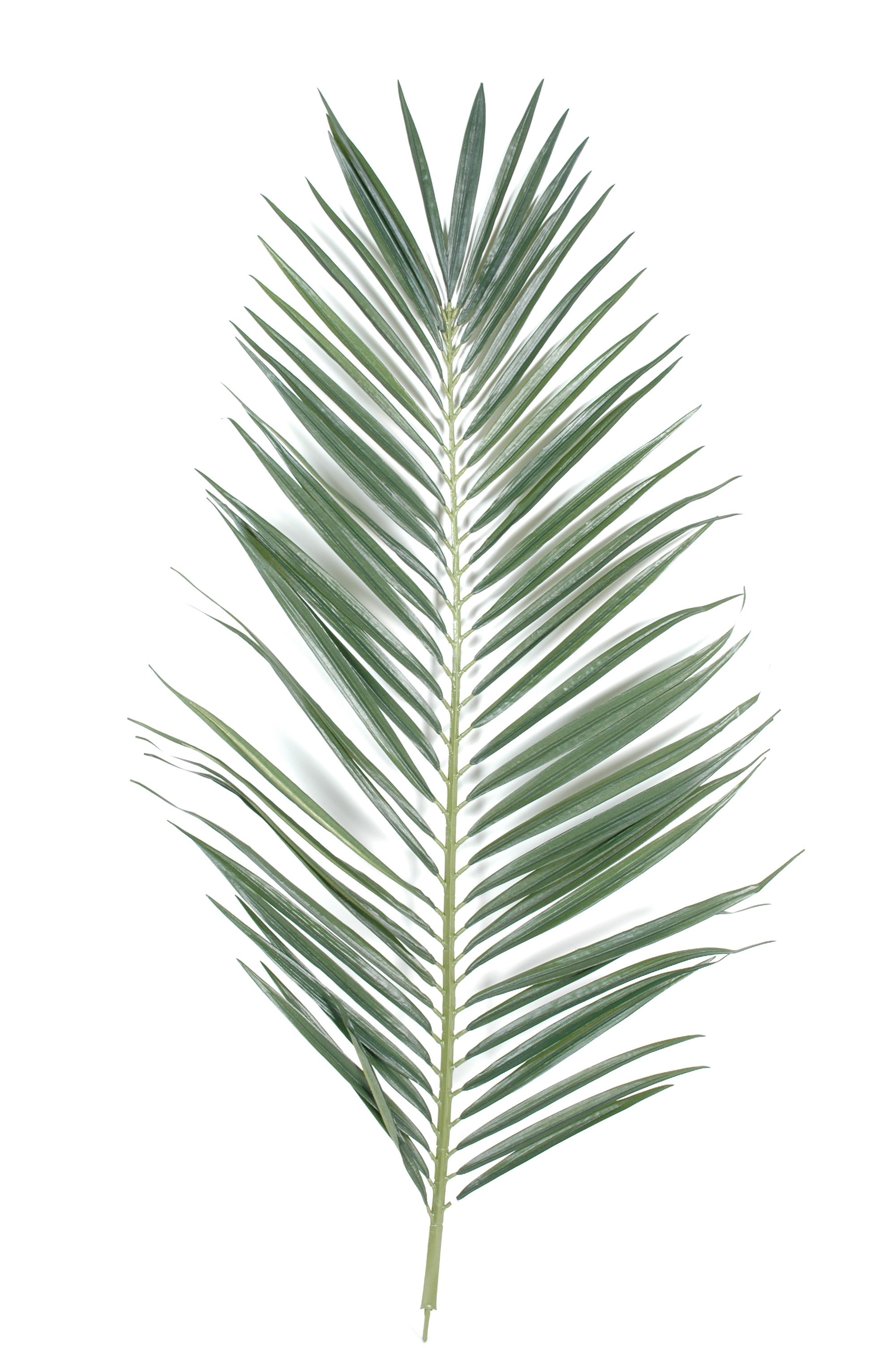 2000x3008 Plants Reference In Palm Tree Drawing - Palm Tree Leaves Drawing