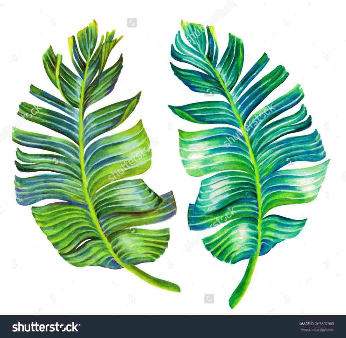 1185x1157 palm palm tree leaves drawing leaf drawing google search u - Palm Tree Leaves Drawing