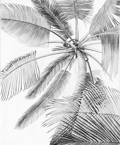236x285 Palm Leaf Drawing - Palm Tree Leaves Drawing