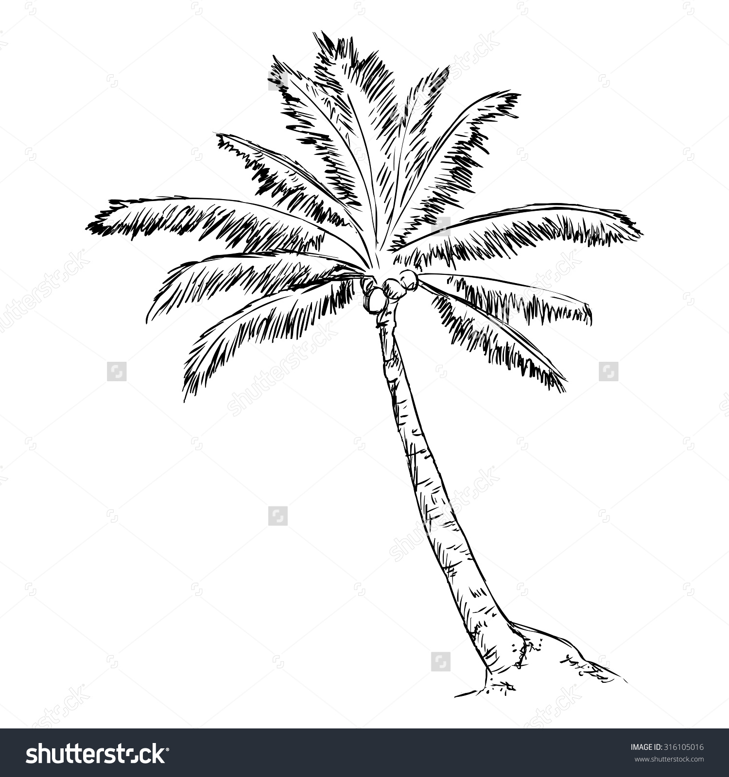 Palm Tree Line Drawing at PaintingValley.com | Explore collection of ...