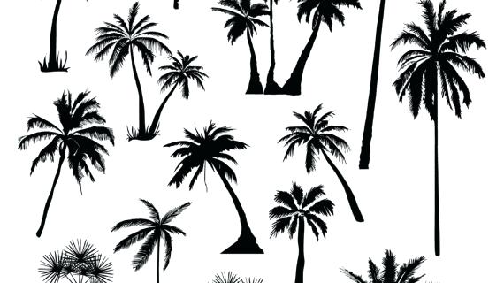 570x320 Drawn Palm Tree Line - Palm Tree Line Drawing