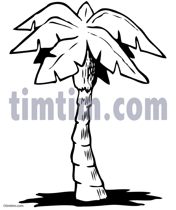 572x682 Free Drawing Of A Palm Tree Bw From The Category Climate Nature - Palm Tree Line Drawing