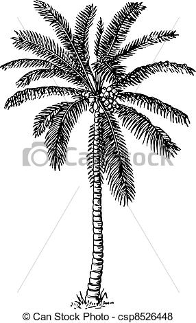 286x470 palm tree beautiful palm tree on white background - Palm Tree Line Drawing