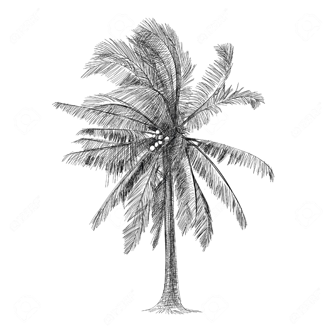 Coconut Tree Drawing / How to Draw a Coconut Tree? Step by Step
