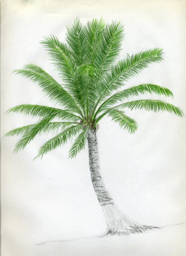 638x878 How To Draw Palm Trees - Palm Tree Pencil Drawing