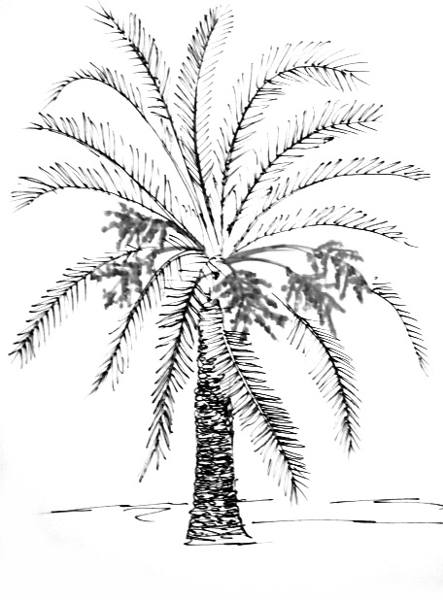 443x600 how to draw a date palm tree - Palm Tree Pencil Drawing