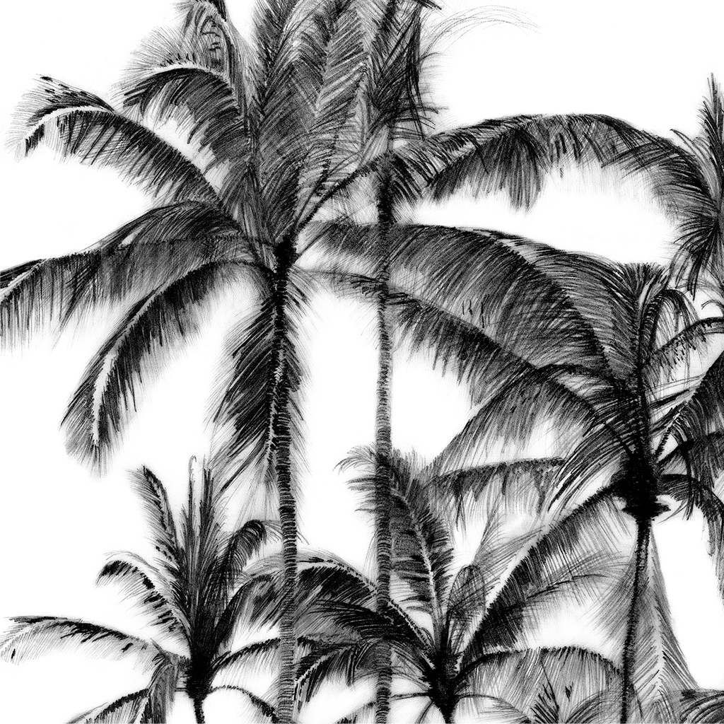 Palm Tree Pencil Drawing at Explore collection of
