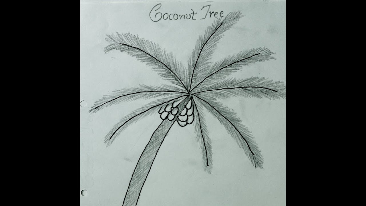 1280x720 Palm Tree Pencil Drawing And How To Draw Coconut Tree - Palm Tree Pencil Drawing
