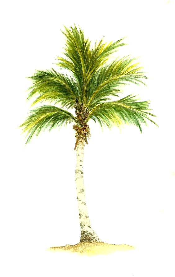 564x892 palm trees drawings palm tree pencil drawing a palm tree drawing - Palm Tree Pencil Drawing