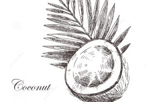 300x210 Pencil Sketch Coconut Tree How To Draw A Palm Tree Easy Sketch - Palm Tree Pencil Drawing