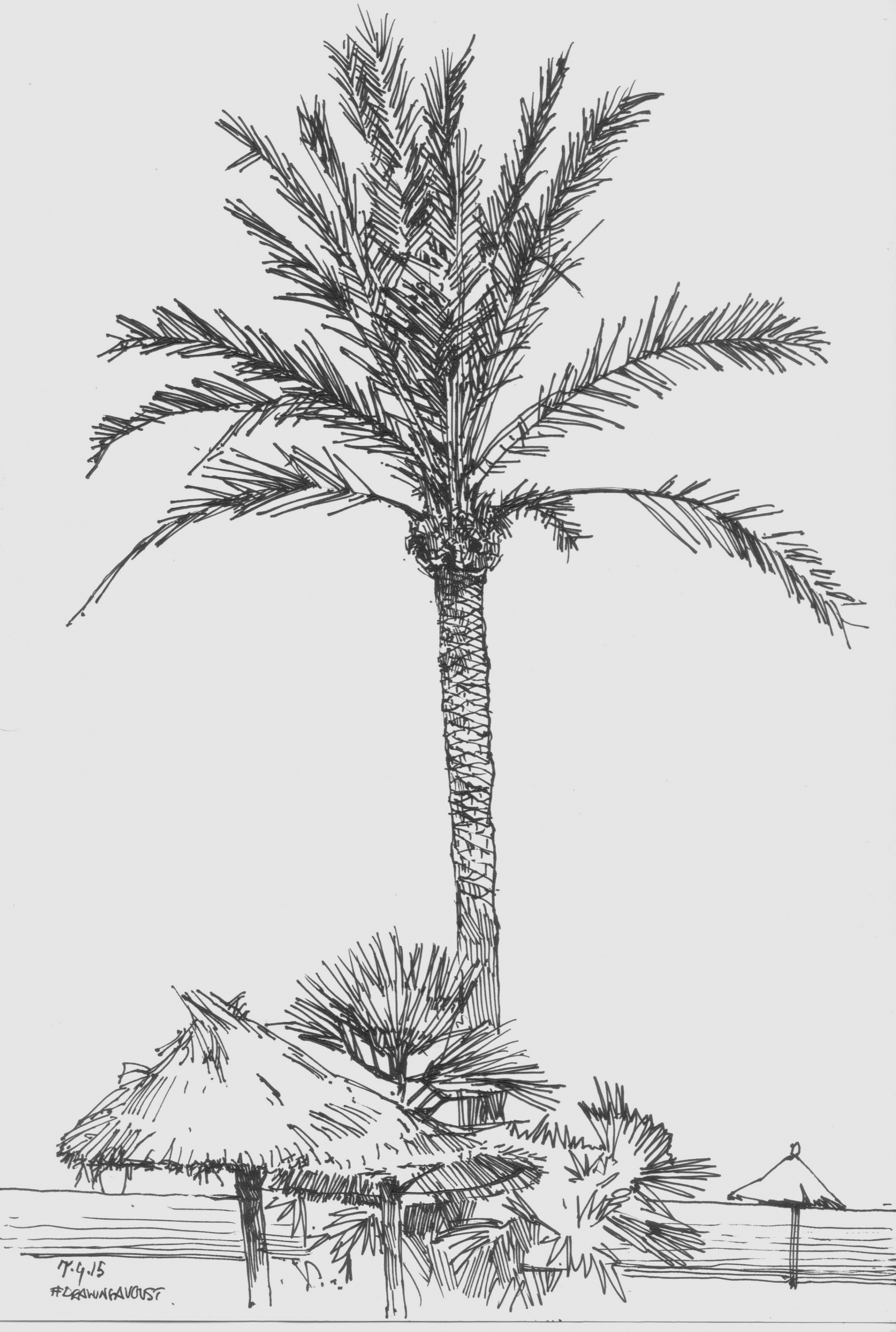 2240x3331 Palm Trees Pen Sketch - Palm Tree Pencil Drawing