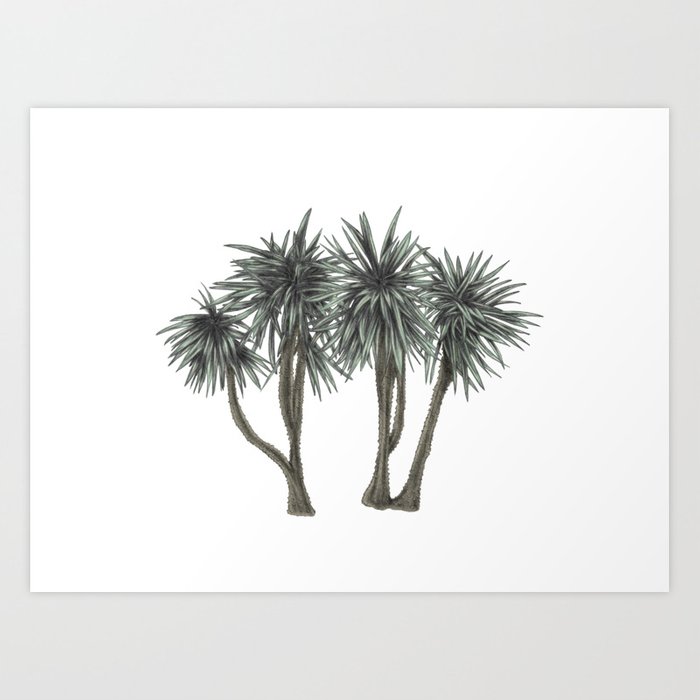 700x700 Yucca Tree - Palm Tree Pencil Drawing