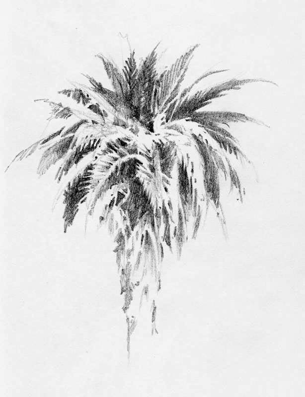 614x800 Califonia Palm Tree Roland Lee - Palm Tree Pencil Drawing