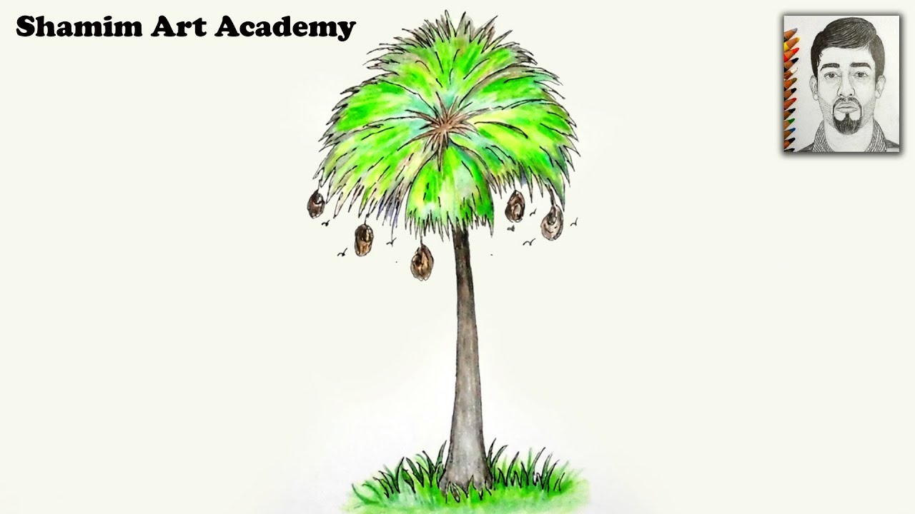 1280x720 How To Draw Palmyra Tree Step - Palmetto Tree Drawing