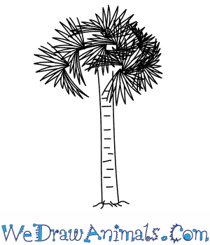 300x350 How To Draw A Palmetto Tree - Palmetto Tree Drawing