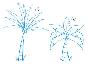 302x218 How To Draw How To Draw Palm Trees - Palmetto Tree Drawing
