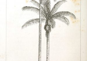 300x210 palmetto tree drawing palm tree drawing isolated tree sketch stock - Palmetto Tree Drawing
