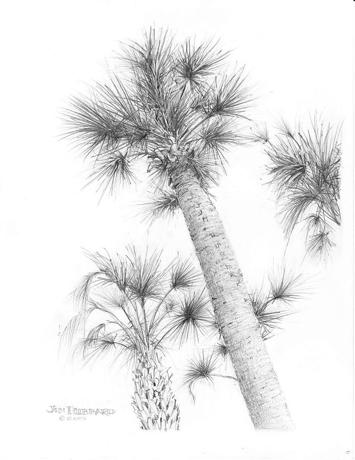 695x900 South Carolina - Palmetto Tree Drawing