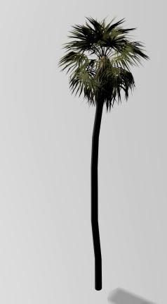 238x431 Wallpaper Palm Tree Drawing On Wood - Palmetto Tree Drawing