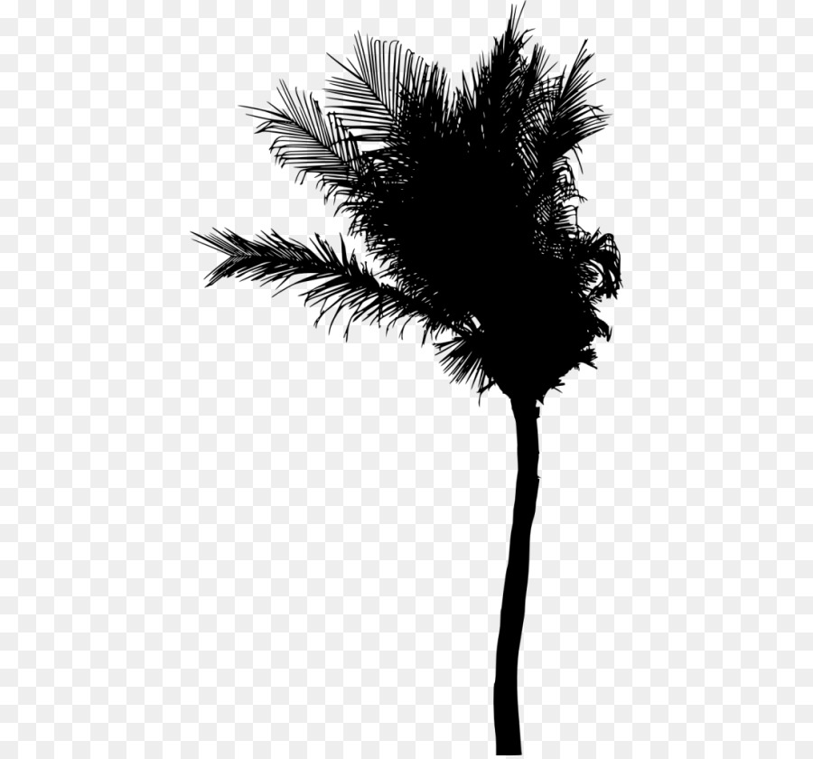 Palmetto Tree Drawing at PaintingValley.com | Explore collection of ...