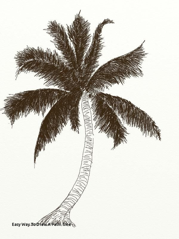 Palmetto Tree Drawing at PaintingValley.com | Explore collection of ...